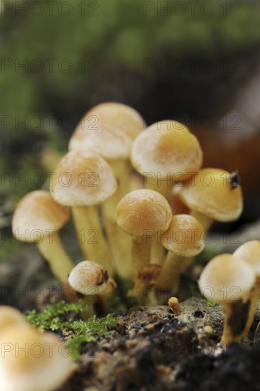 Brick Red Sulphur Head (Hypholoma lateritium, Hypholoma sublateritium), North Rhine-Westphalia, Germany