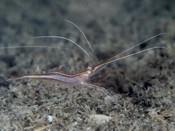 A reddish-brown shrimp with long antennae, unicorn shrimp (Plesionika narval), on a dark seabed surrounded by sediment in the Mediterranean near Hyères. Dive site Les Grottes, Giens peninsula, Provence Alpes Côte d'Azur, France