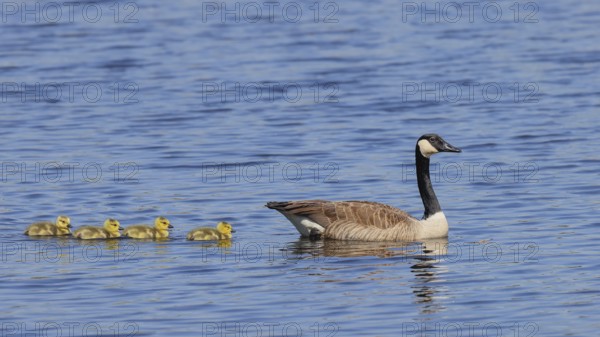 Canada goose (Branta canadensis) swimming with chicks in the water, Wildlife, Birds, Geese, Chicks, Waghäusel, Baden-Württemberg, Germany
