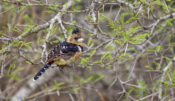 Crested Barbet (Trachyphonus vaillantii) or Black-backed Barbet, sitting on a branch of an acacia tree, Kruger National Park, South Africa