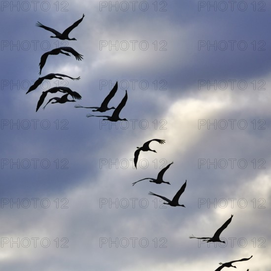 Cranes flying, grey crane (Grus grus), bird migration, silhouettes in the evening sky, Rehdener Geestmoor, Diepholzer Moorniederung, Dümmer nature park Park, Diepholz, Lower Saxony, Germany