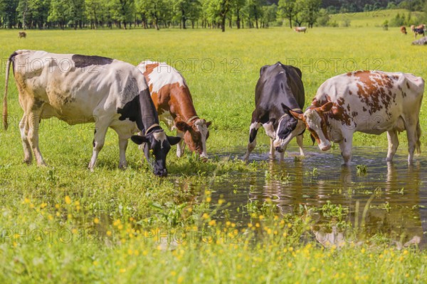 Holstein Friesian cattle stand in a puddle in a green meadow. A reflection of the cows and the mountains can be seen in the puddle. Eng Valley, Austria