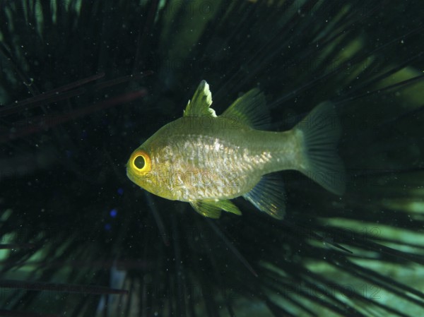 Greenish-yellowish fish, flagfin cardinalfish (Ostorhinchus hoevenii), swimming in a spiny underwater environment, dive site Secret Bay, Gilimanuk, Bali, Indonesia