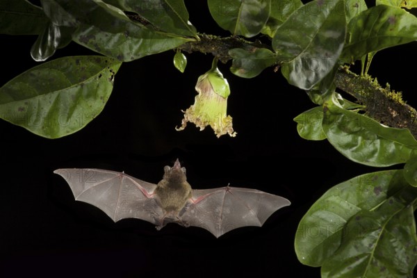 Multiple off-camera flashes and an infrared beam that would trip my camera at the sign of movement allowed me to capture this picture of a Pallas' Long-tongued Bat visiting a Calabash tree flower in a rainforest in northern Costa Rica