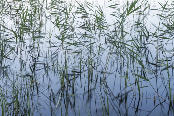 Reeds, lake, near Hartola, Finland