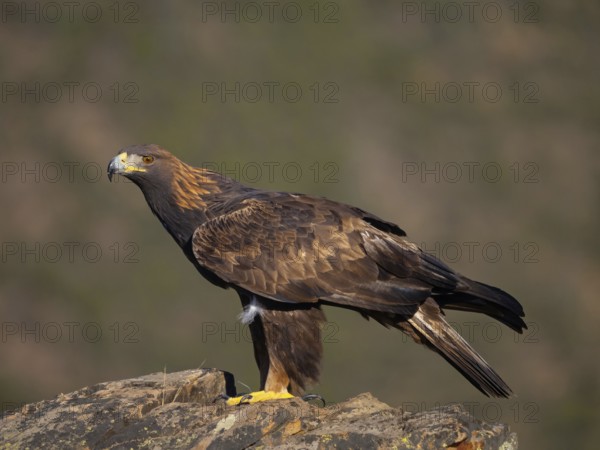 Golden eagle, (Aquila chrysaetos), bird of prey, hawk family, perch, biotope, habitat, foraging, birdwatching Villuercas, Canamero, Extremadura Caceres, Spain