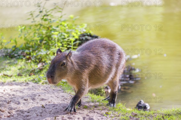 A (greater) capybara (Hydrochoerus hydrochaeris) walks along a river bank