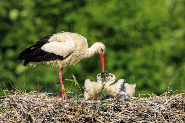Adult stork showing care for its chicks in the nest, White stork (Ciconia ciconia), wildlife, Germany