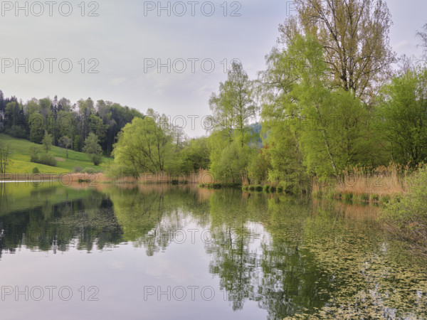 Birches and willows shedding their leaves, Türlersee, Hausen am Albis, Canton Zurich, Salix helvetica