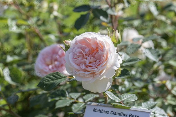 Shrub rose (Rosa MATTHIAS CLAUDIUS ROSE), Germany