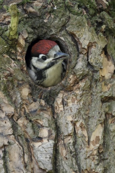 Great Spotted Woodpecker (Dendrocopos major) juvenile peering out from nest hole in tree, North Rhine-Westphalia, Germany