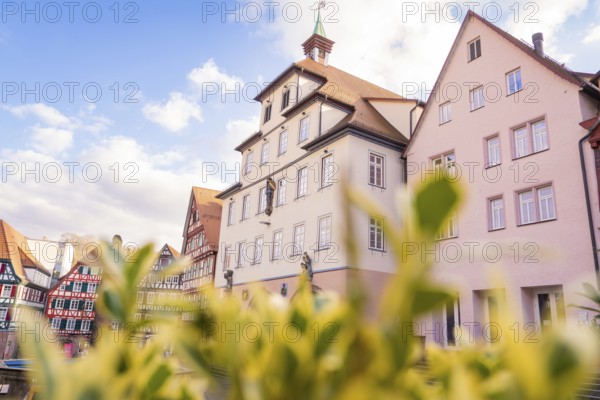 View of historic buildings with flowering plants in the foreground under a blue sky, town hall, Calw in spring, Black Forest, Germany