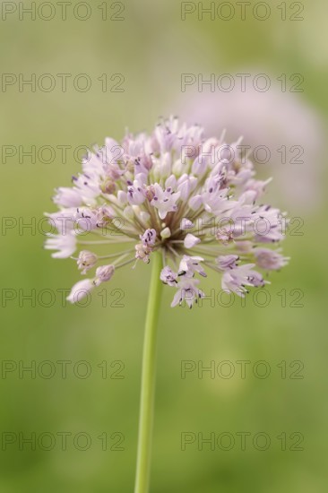 Mountain leek (Allium montanum, Allium senescens subsp. montanum), inflorescence, Bavaria, Germany
