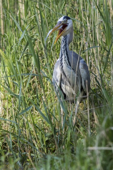 Grey Heron (Ardea cinerea) eating Common bleak (Alburnus alburnus), Mecklenburg-Western Pomerania, Germany
