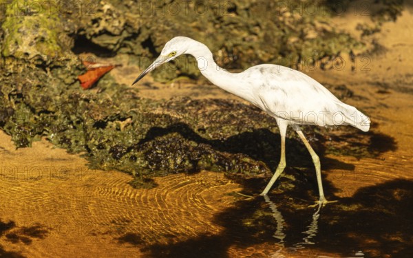 Juveniler Blaureiher (Ardea herodias) am Rio San Carlos