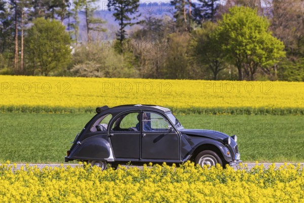 Country road with Citroën 2CV Ente car on the Swabian Alb with rape field in bloom. Erkenbrechtsweiler, Baden-Württemberg, Germany