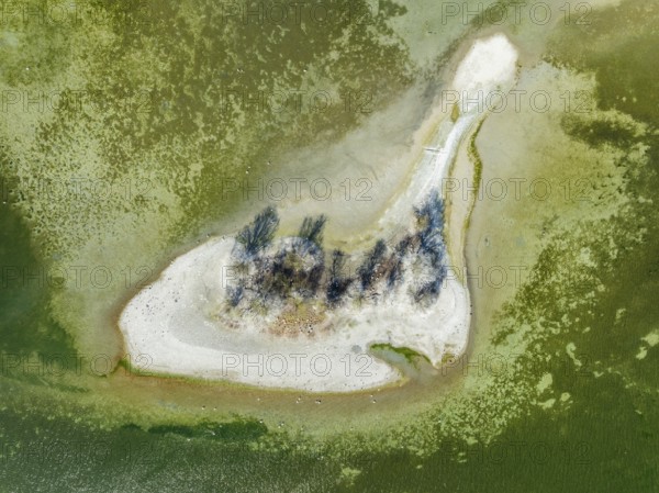 Aerial photograph, top down view of Liebesinsel at low tide, Mettnau peninsula, Radolfzell on Lake Constance, Constance district, Baden-Württemberg, Germany