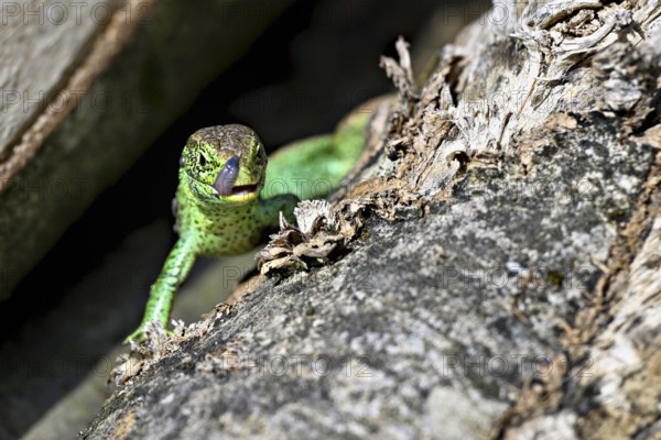 Sand lizard (Lacerta agilis), male in mating plumage, on woodpile, Switzerland