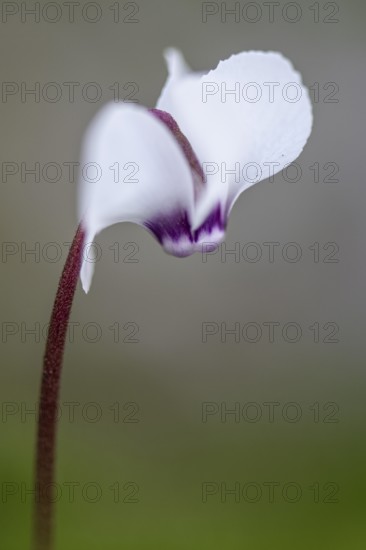 Early spring cyclamen (Cyclamen coum), Emsland, Lower Saxony, Germany