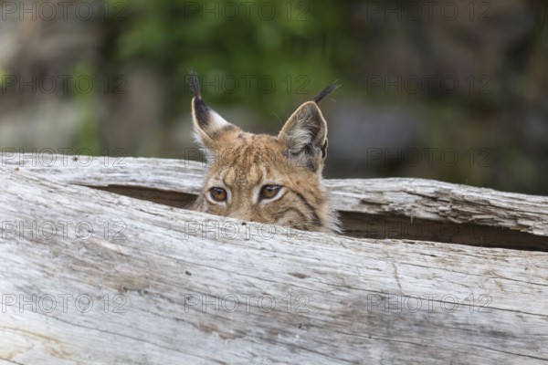 One Eurasian lynx, (Lynx lynx), hiding in a splittet log, only the head can be seen