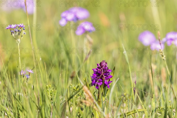 Early marsh-orchid (Dactylorhiza incarnata) blooming on a meadow with Bird's-eye primrose (Primula farinosa) a sunny day in early summer, Sweden