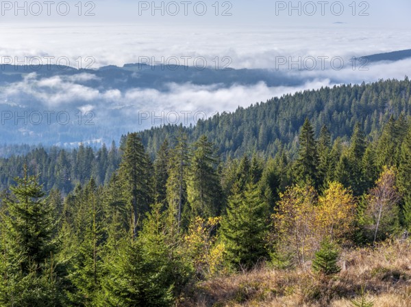 View over endless forests with valley mist on the Dreisesselberg (1333m) on the border with the Czech Republic, Haidmühle, Bavarian Forest, Lower Bavaria, Bavaria, Germany