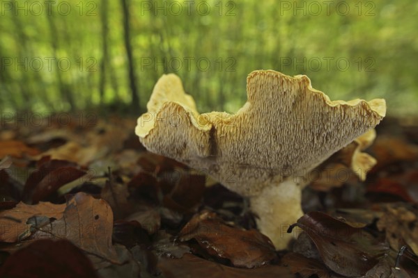 Hedgehog mushroom (Hydnum repandum), view from below, forest, surroundings, Bremthal, Eppstein, Taunus, Hesse, Germany