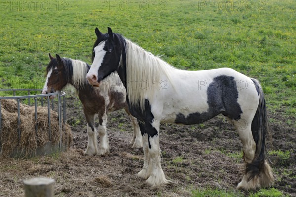 Shaggy horses in a pasture, Irish Tinker, Scotland, Great Britain
