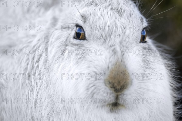 Close-up of mountain hare, snow hare (Lepus timidus) in white winter pelage resting in the hills in late winter, Cairngorms National Park, Scotland, United Kingdom
