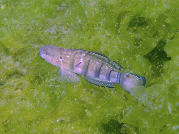 A striped fish, dredge goby (Amblygobius phalaena), swimming in dense green algae, dive site Secret Bay, Gilimanuk, Bali, Indonesia