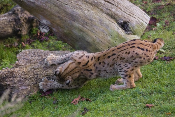 One young Eurasian lynx, (Lynx lynx), sharpens its claws on a piece of a tree trunk lying on the ground