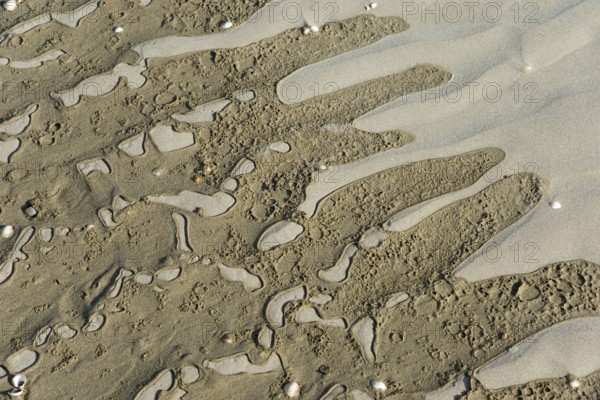 Close-up of wave patterns in the sand with scattered small shells, Plage Saint Efflamm, Plestin-les-Grèves, Breton Plistin, Arrondissement Lannion, Côtes-d'Armor, Brittany, France