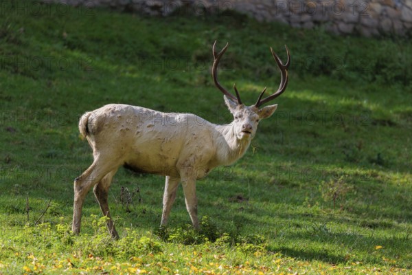 A white red deer stag (Cervus elaphus) stands on a green meadow