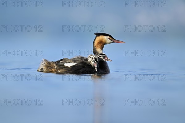 Great Crested Grebe (Podiceps Scalloped ribbonfish), with two chicks in plumage swimming in the water, Lake Zug, Canton Zug, Switzerland