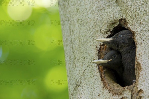 Black woodpecker, (Dryocopus martius), mTuiere, birds, woodpeckers, family of the true woodpeckers, at breeding cavity, two young birds waiting for food and looking out of the breeding cavity, forest park, Mannheim, Baden-Württemberg, Germany
