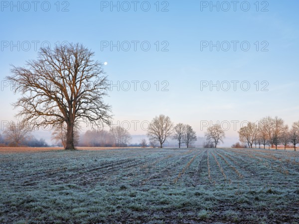 Morning atmosphere in the Siebeneichen nature reserve, with the Rigi in the background, Merenschwand, Freiamt, Canton Aargau, Switzerland