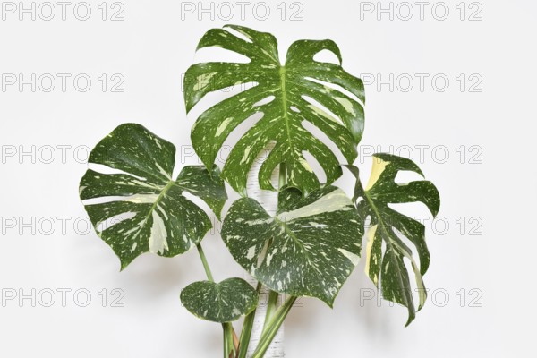 Tropical Monstera Thai Constellation houseplant in front of white wall