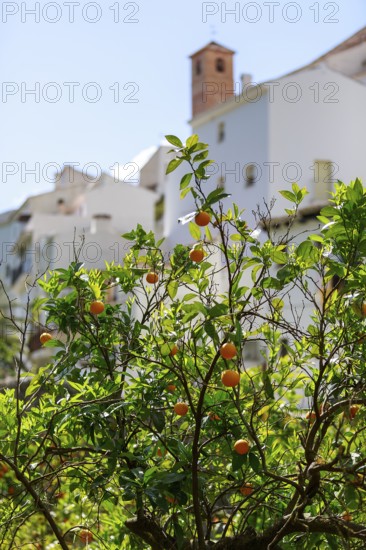 An orange tree blossoms in front of whitewashed houses in a peaceful rural village panorama, Salares, Malaga, Spain