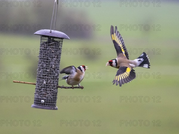 European Goldfinch (Carduelis carduelis), two adult birds fighting and squabbling over food, at bird feeding station, Hesse, Germany