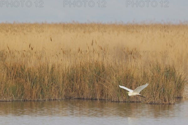 Great Egret (Ardea alba) flying, Lake Neusiedl, Austria