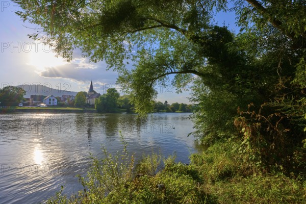 Idyllic river landscape with church in the background and lush vegetation on the banks, autumn, Kleinheubach, Miltenberg, Main, Spessart, Bavaria, Germany