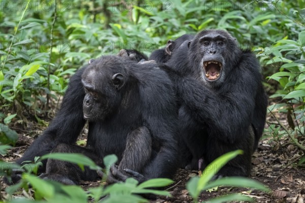 Two chimpanzees (Pan Troglodytes), adult male spawning, grooming in the jungle, Kibale National Park, Uganda
