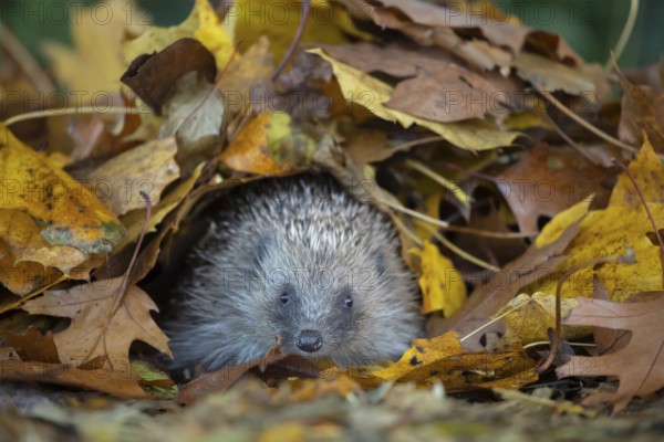 European hedgehog (Erinaceus europaeus) adult animal emerging from a pile of autumnal leaves in the autumn, England, United Kingdom