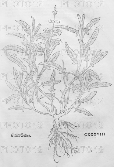 Cross sage, Salvia fruticosa (Salvia frutiocosa), woodcut by Leonhart Fuchs, from New Kreüterbuch, neues Kräuterbuch, Michael Isingrin, Basel, Switzerland, 1543