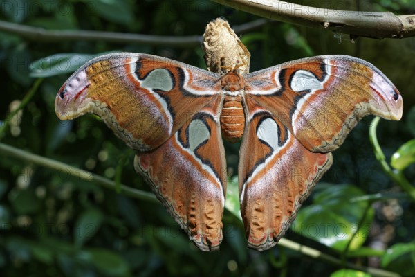 Freshly hatched Atlas moth (Attacus atlas), species peacock moth, distribution in the subtropics, Southeast Asia, China, India Japanese Yaeyama Islands