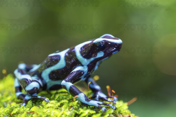 Golden tree climber (Dendrobates auratus), frogs (Rana), Alajuela, Costa Rica