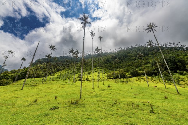 Wax palms largest palms in the world, Cocora valley, Unesco site coffee cultural landscape, Salento, Colombia