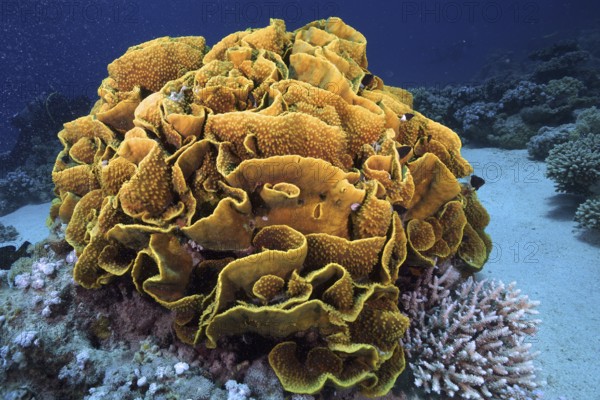 Yellow scroll coral (Turbinaria reniformis), Marsa Shona reef dive site, Egypt, Red Sea