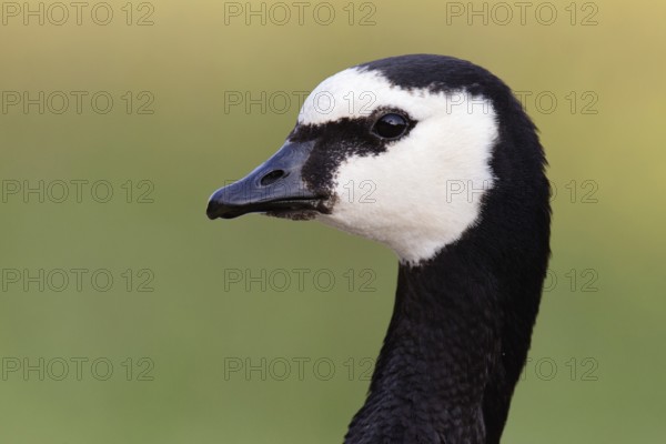 Barnacle Goose (Branta leucopsis)