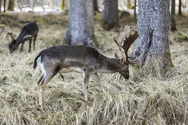 Fallow deer feeding, (Dama dama), portrait, male, captive, Landsberg am Lech Wildlife Park, Upper Bavaria, Bavaria, Germany